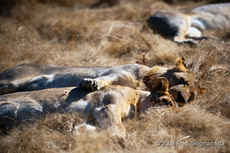 20090611_090136 D3 (1) X1.jpg - Lions at Little Ongava Reserve, a private game area, contiguous with Etosha National Park, Namibia